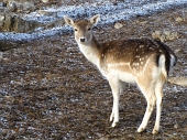 BELLA PASSEGGIATA SULLA CORNAGERA E MONTE POIETO IL 30 dicembre 2011